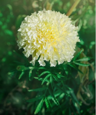 Marigold Meksiko putih krem-bunga-putih "Albatros" - 135 biji - Tagetes erecta 