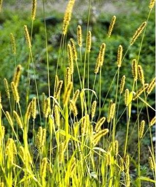 Yellow Foxtail seeds - Setaria glauca