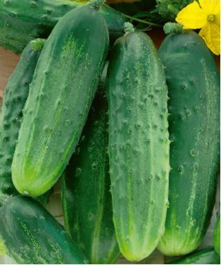 Cucumber "Osiris F1" - strong growth and long vegetation period - 175 seeds