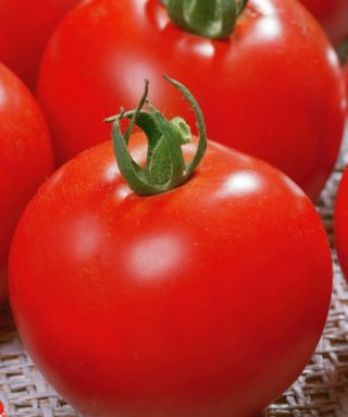 Tomat ladang "Sabala" - kebiasaan yang kental dan padat - Lycopersicon esculentum Mill  - biji