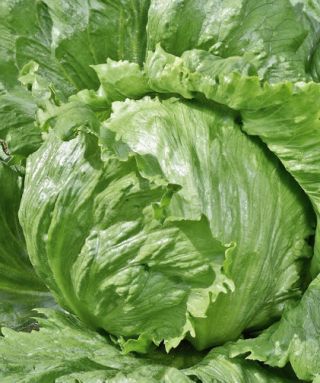 Ledena salata "Beata" - 900 sjemenki - Lactuca sativa L.  - sjemenke