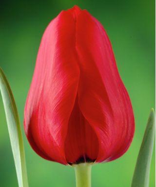 Tulipan Ile de France - pakke med 5 stk - Tulipa Ile de France