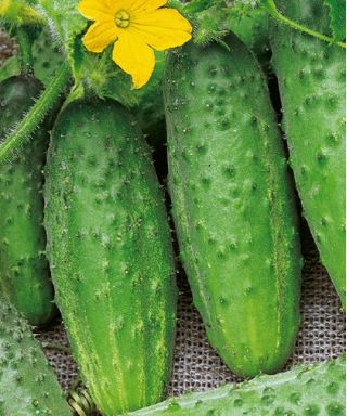 Cucumber "Hela F1" - long, field variety for preserves and pickles - 175 seeds