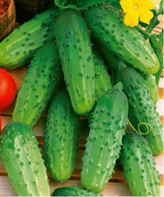 Cucumber "Zephyr F1" - field variety with strong growth - 175 seeds