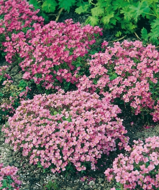 Semillas de rosa de raza caucásica - Arabis caucasica - 1410 semillas