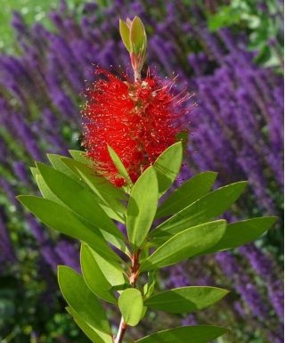 Crimson Bottlebrush semena - Callistemon citrinus