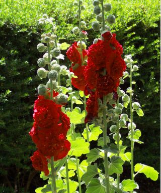 Red Common hollyhock - 50 semen - Althaea rosea - semena