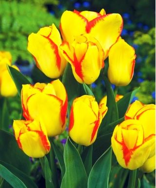 Bùng phát hoa tulip - Bùng phát hoa tulip - 5 củ - Tulipa Outbreak