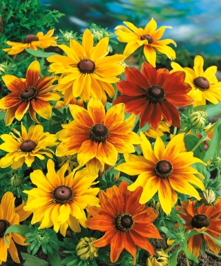 Pinewoods Coneflower ผสมเมล็ด - Rudbeckia bicolor - 1,500 เมล็ด - 1500 เมล็ด - Rudbeckia hirta.