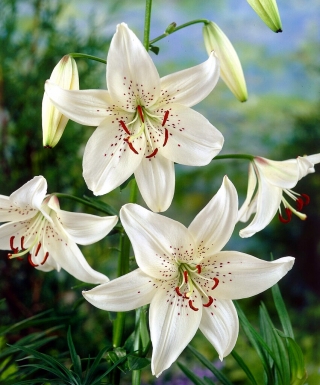 Lilium, Lily White Tiger - čebula / gomolj / koren - Lilium White Tiger