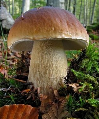 Vacina micorrízica (micorrizas) - porcini - slipper jack - bay bolete - cogumelos florestais comestíveis - Mycorrhiza