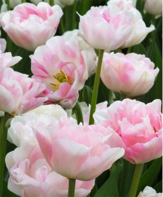Tulipe Angelique - paquet de 5 pièces - Tulipa Angelique
