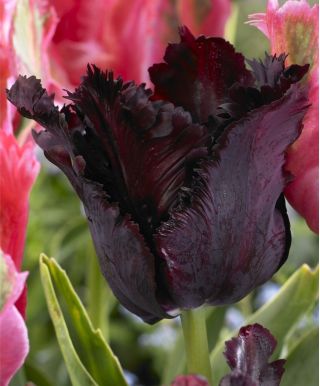 Tulipa černý papoušek - Tulipán černý papoušek - 5 květinové cibule - Tulipa Black Parrot