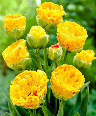 阿珀尔多的郁金香秀丽 - 阿珀尔多恩郁金香秀丽 -  5个电洋葱 - Tulipa Beauty of Apeldorn