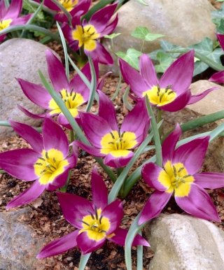 Tulipa东部之星 - 郁金香东部星 -  5个洋葱 - Tulipa Eastern Star