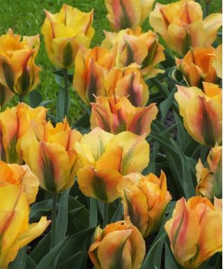 Tulipa Golden Artist - Tulip Golden Artist - 5 bulbs
