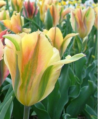 Tulipa Golden Artist - paquete de 5 piezas