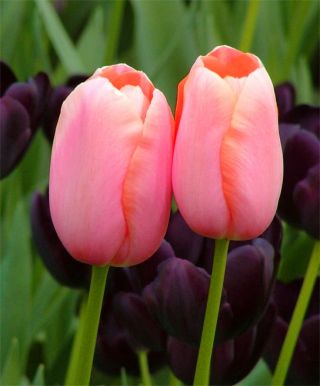 Tulipa Menton - Tulipán Menton - 5 květinové cibule