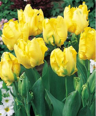 Tulipa Texas Gold - Tulip Texas Gold - 5 bebawang