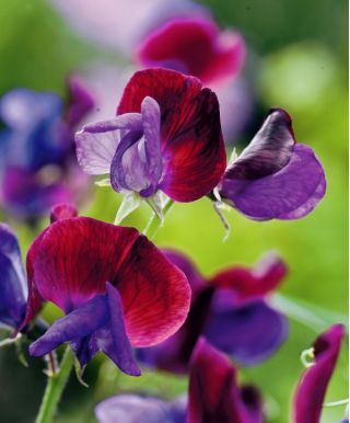 Guisante de olor - Matucana - 65 semillas - Lathyrus odoratus