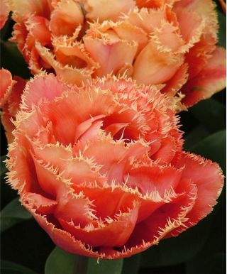 Tulipa Sensual Touch - Tulip Sensual Touch - 5 kvetinové cibule