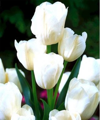 Тулипа Вхите Боукует - Тулип Вхите Боукует - 5 луковици - Tulipa White Bouquet