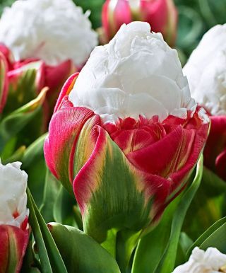 Tulip Ice Cream – rare, peony–shaped flowers – 5 pcs