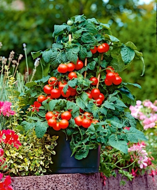 Rajčata "Mascot" - koktejl typu, nízko rostoucí odrůdy - SEED TAPE – Lycopersicon esculentum  - semenaVýsevní pásky