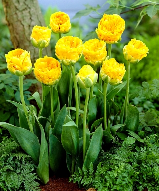 Double peony tulip 'Beauty of Apeldoorn' - XXXL package! - 250 pcs