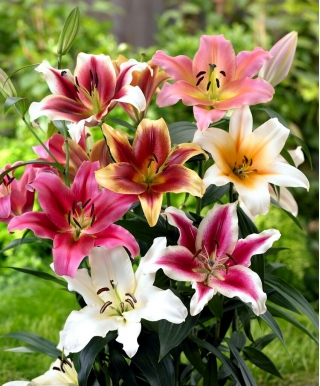 Tree lily selection