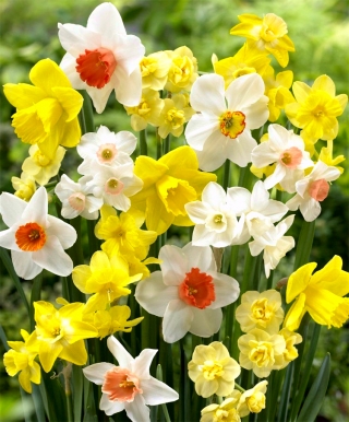 Narcis Mix - Daffodil Mix - XXXL pakiranje 250 kom