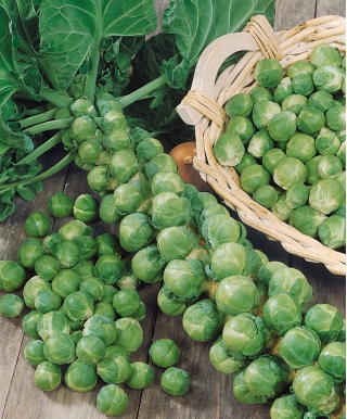 בריסל נובט "לונג איילנד" - dozends של ראשי ממפעל אחד - 320 זרעים - Brassica oleracea var. gemmifera