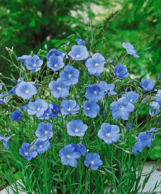 Flora saka, flax biru, serat - 700 biji - Linum perenne - benih
