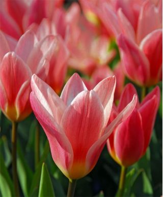 Tulipan Fashion - pakke med 5 stk - Tulipa Fashion