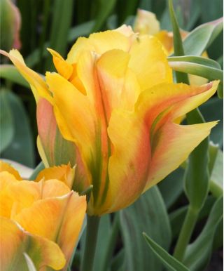 Tulpės Golden Artist - pakuotėje yra 5 vnt - Tulipa Golden Artist