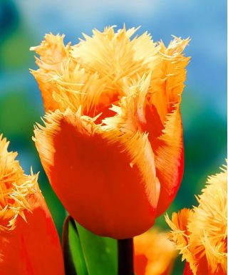 Tulipa Lambada - Tulip Lambada - 5 bulbi