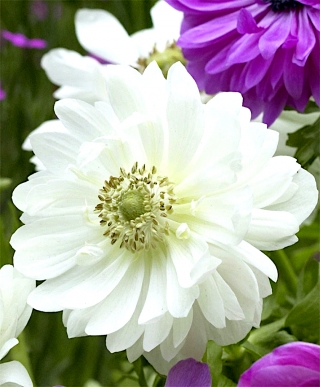 Double anemone - Gunung Everest - 40 pcs; anemone poppy, bunga bunga - 
