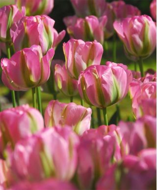 Tulipa Grónsko - Tulipán Grónsko - 5 kvetinové cibule - Tulipa Groenland