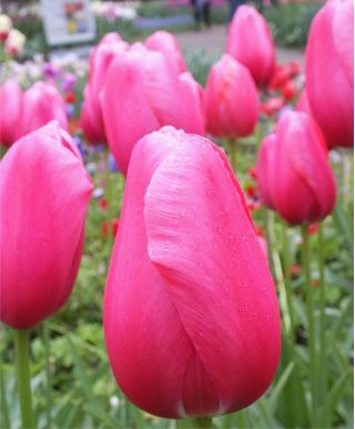 チューリップローズ - チューリップローズ -  5球根 - Tulipa Rose