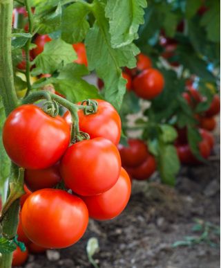 Tomato 'Jupiter' - für die Anbau unter Schutzabdeckungen- Samen der industriellen Kulturvarietäten für jedermann