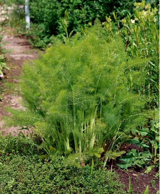 Ročný fenikel "Magnafena" - 200 semien - Foeniculum vulgare Mill - semená