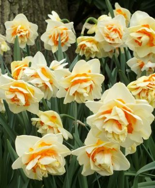 Narcizas - Manly - pakuotėje yra 5 vnt - Narcissus