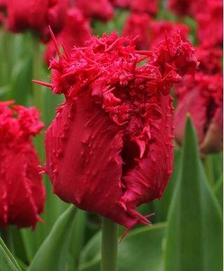 Hoa tulip - 5 chiếc - Tulipa Barbados
