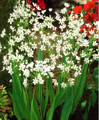 Allium Neapolitanum - pakend 20 tk