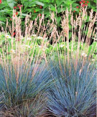 Festuca Glauca Blue Grass - bulb / tuber / rădăcină