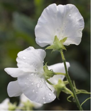 White Sweet Pea seeds - Lathyrus odoratus - 36 seeds