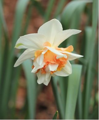 Narcissus Replete - narcis Replete - 5 kvetinové cibule