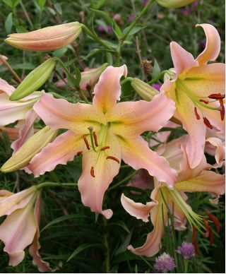 Lily Lilium Elusive - květinové cibulky / hlíza / kořen