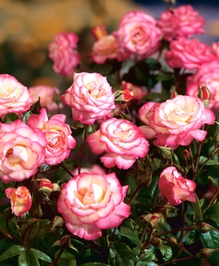بوته گل رز - سفید-صورتی - گلدان گلدان - 