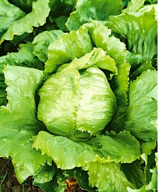 Field iceberg lettuce "Robinson"